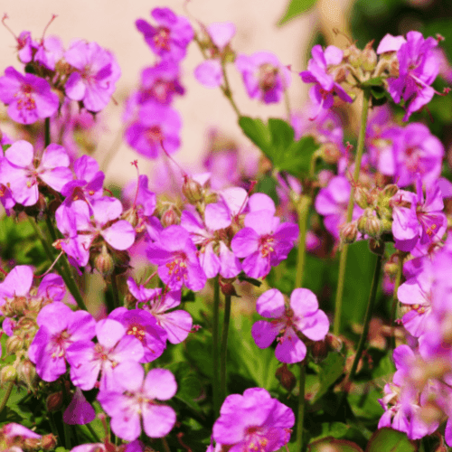 Geranium vivace 'Crystal rose' - Geranium cantabrigiense 'Crystal rose' - FLEURANDIE