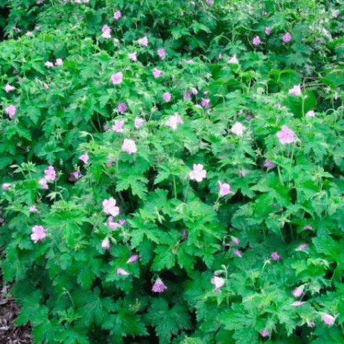 Géranium vivace d'Endress - Geranium endressii - FLEURANDIE