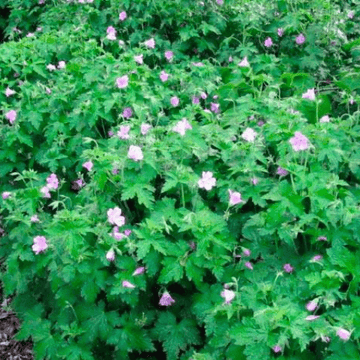 Géranium vivace d'Endress - Geranium endressii