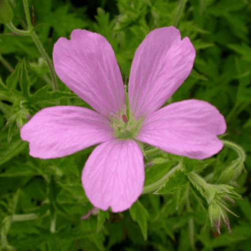 Géranium vivace d'Endress - Geranium endressii - FLEURANDIE