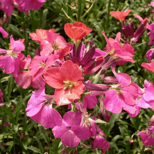 Giroflée 'Constant Cheer' - Erysimum 'Constant Cheer' - FLEURANDIE