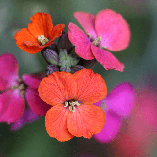 Giroflée 'Constant Cheer' - Erysimum 'Constant Cheer' - FLEURANDIE