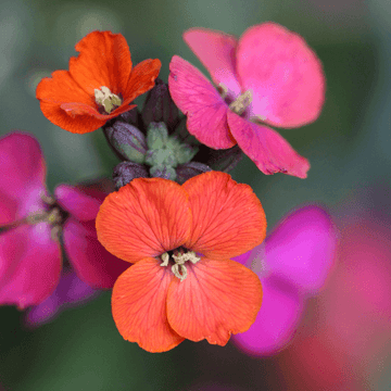 Giroflée 'Constant Cheer' - Erysimum 'Constant Cheer'