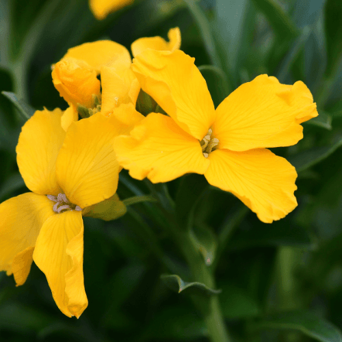 Giroflée des alpes 'Gold Cup' - Erysimum suffruticosum 'Gold Cup' - FLEURANDIE