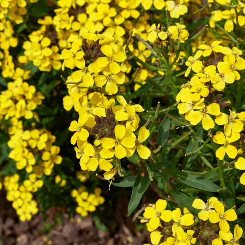 Giroflée des alpes 'Gold Cup' - Erysimum suffruticosum 'Gold Cup' - FLEURANDIE