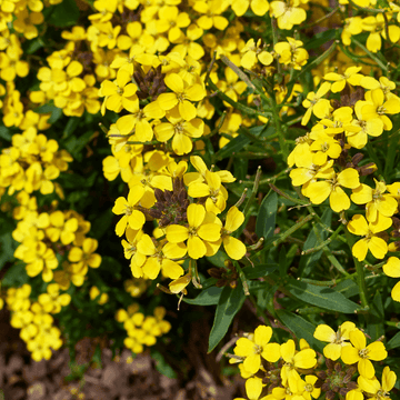 Giroflée des alpes 'Gold Cup' - Erysimum suffruticosum 'Gold Cup'