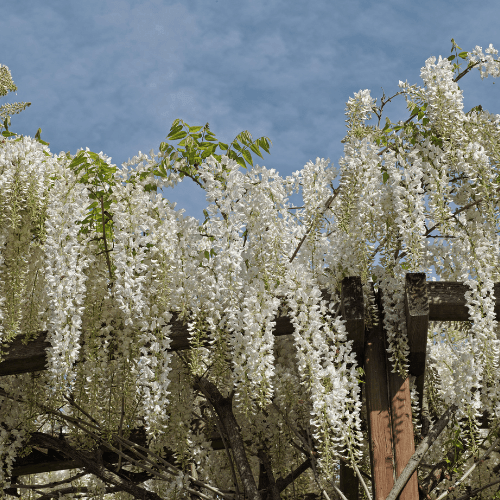 Glycine de Chine 'Alba' - Wisteria sinensis 'Alba' - FLEURANDIE