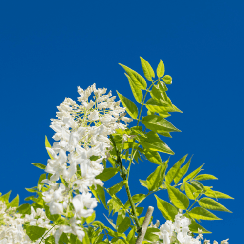 Glycine de Chine 'Alba' - Wisteria sinensis 'Alba' - FLEURANDIE