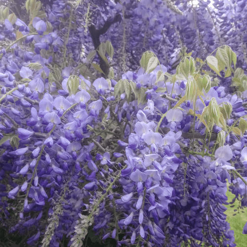 Glycine de Chine 'Prolific' - Wisteria sinensis 'Prolific' - FLEURANDIE