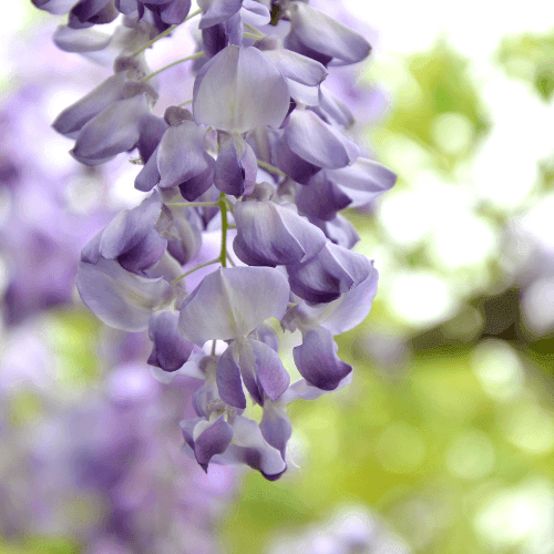 Glycine de Chine - Wisteria sinensis - FLEURANDIE