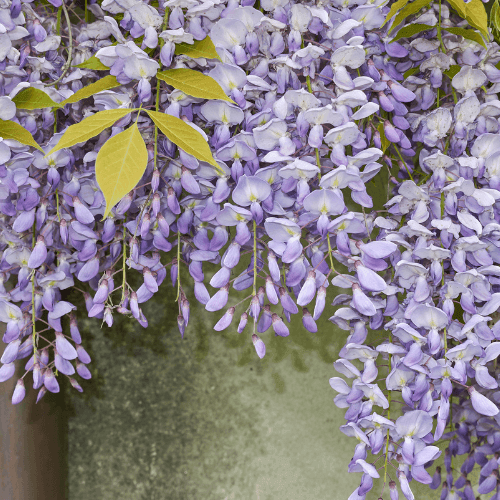 Glycine de Chine - Wisteria sinensis - FLEURANDIE