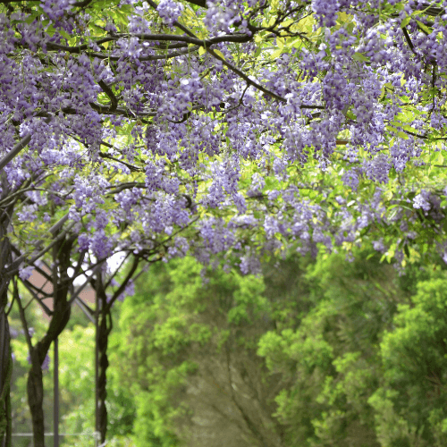 Glycine de Chine - Wisteria sinensis - FLEURANDIE