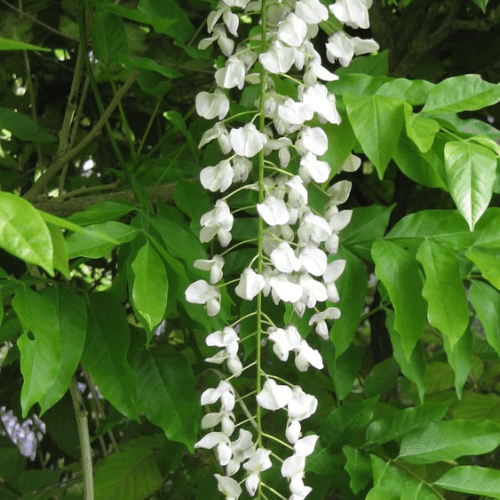 Glycine japonaise 'Alba' - Wisteria floribunda 'Alba' - FLEURANDIE