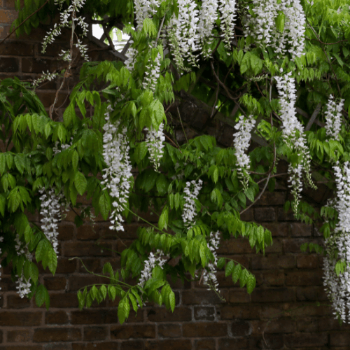 Glycine japonaise 'Alba' - Wisteria floribunda 'Alba' - FLEURANDIE