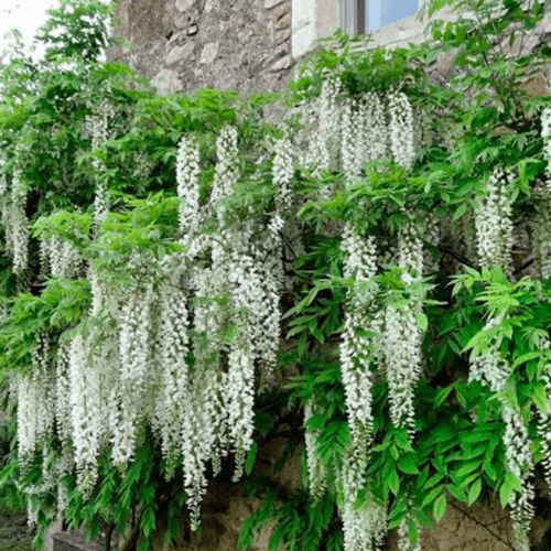 Glycine japonaise 'Alba' - Wisteria floribunda 'Alba' - FLEURANDIE