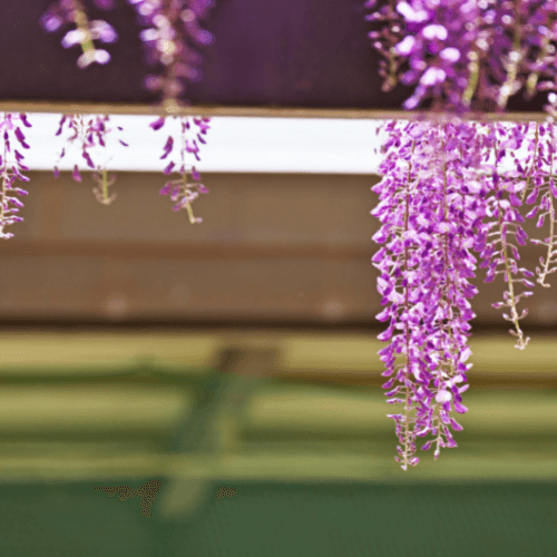 Glycine japonaise 'Rosea' - Wisteria floribunda 'Rosea' - FLEURANDIE