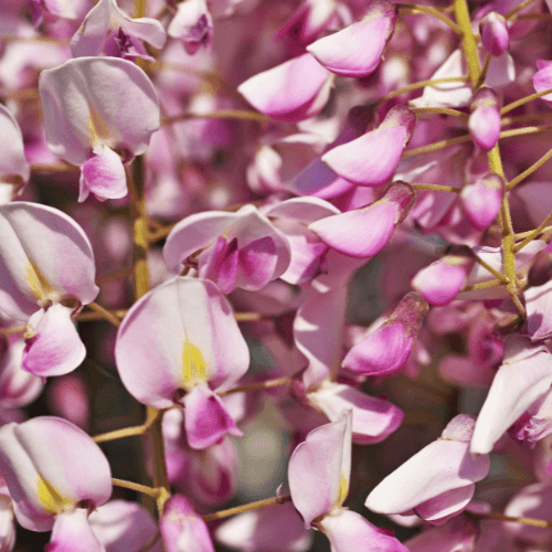 Glycine japonaise 'Rosea' - Wisteria floribunda 'Rosea' - FLEURANDIE