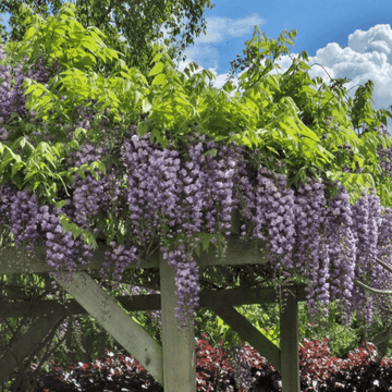 Glycine japonaise 'Violacea Plena' - Wisteria floribunda 'Violacea Plena'