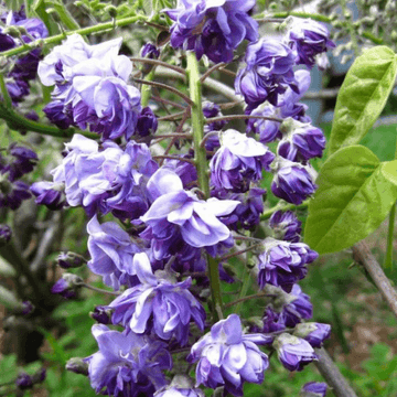 Glycine japonaise 'Violacea Plena' - Wisteria floribunda 'Violacea Plena'