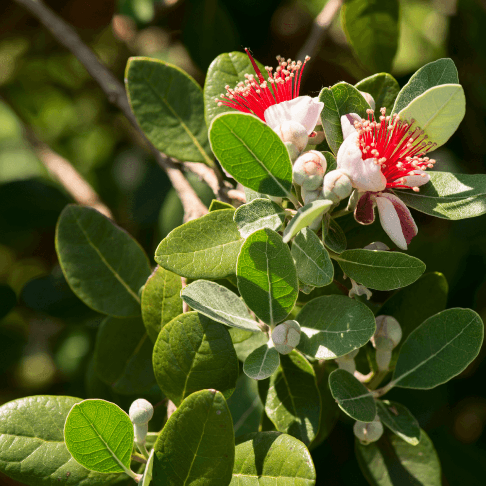 Goyavier du Brésil - Acca sellowiana - FLEURANDIE