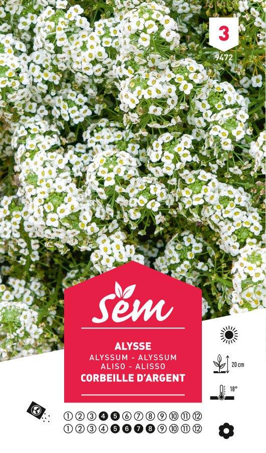 Graines de Alysse Corbeille D'Argent - FLEURANDIE