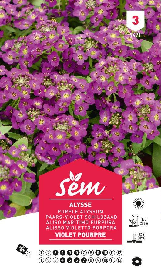 Graines de Alysse Violet Pourpre - FLEURANDIE