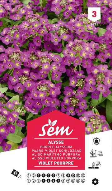 Graines de Alysse Violet Pourpre