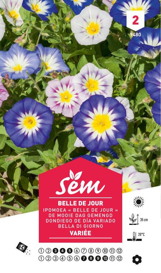 Graines de Belle De Jour Variée - FLEURANDIE