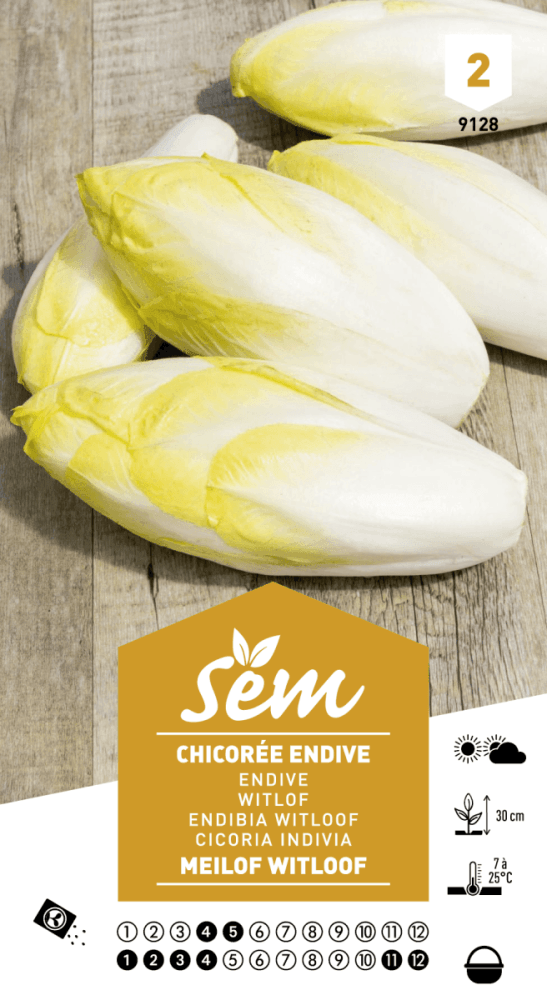 Graines de Chicorée Endive Meilof Witloof - FLEURANDIE