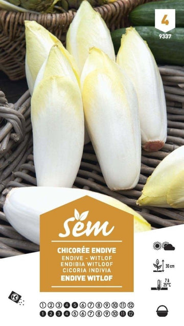 Graines de Chicorée Endive XXL