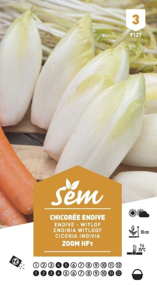 Graines de Chicorée Endive Zoom Hf1 - FLEURANDIE