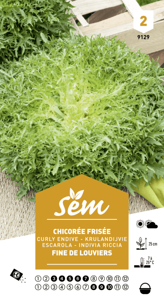 Graines de Chicorée Frisée Fine De Louviers - FLEURANDIE