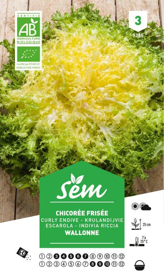 Graines de Chicorée Frisée Wallonne BIO - FLEURANDIE