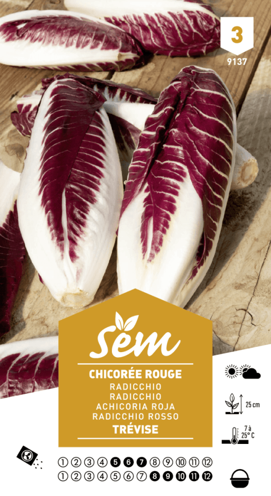 Graines de Chicorée Rouge Trévise - FLEURANDIE