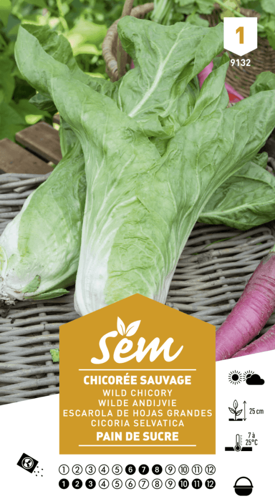 Graines de Chicorée Sauvage Pain De Sucre - FLEURANDIE