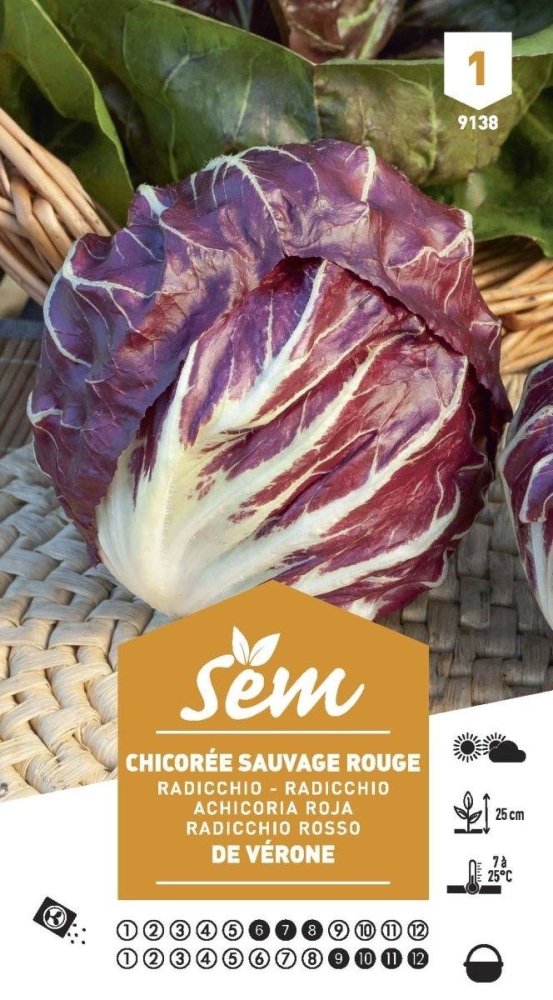 Graines de Chicorée Sauvage Rouge De Vérone - FLEURANDIE