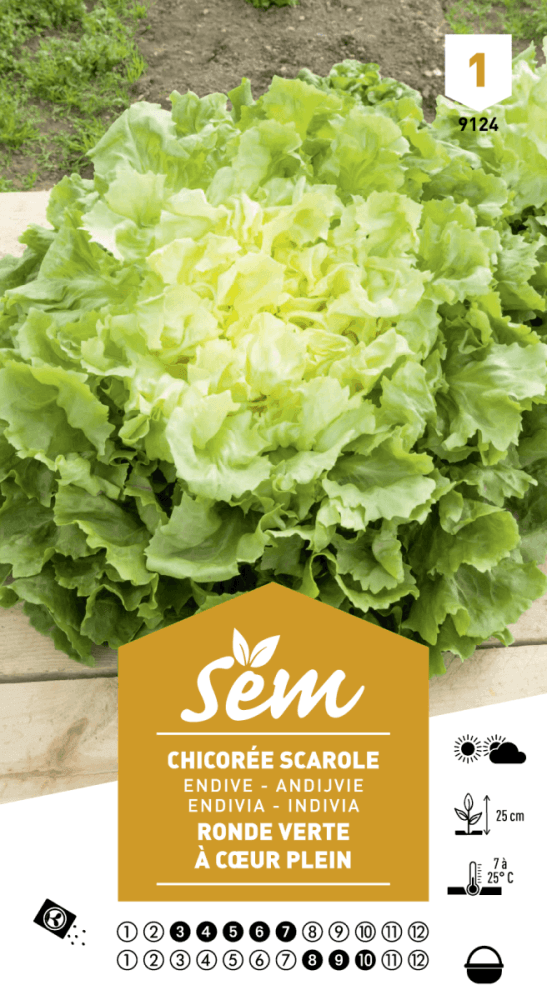 Graines de Chicorée Scarole Ronde Verte À Cœur Plein - FLEURANDIE