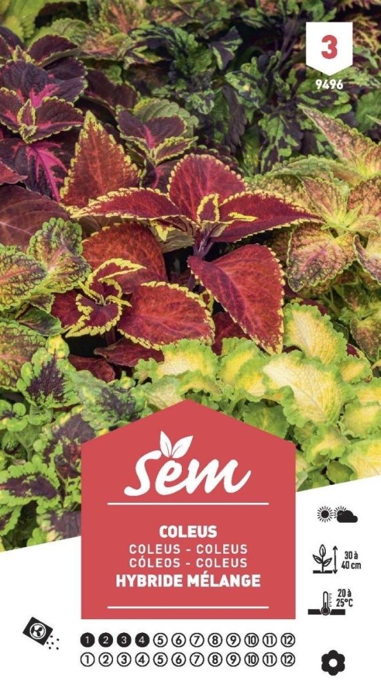 Graines de Coleus Hybride Mélange - FLEURANDIE