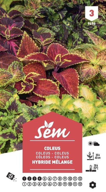 Graines de Coleus Hybride Mélange