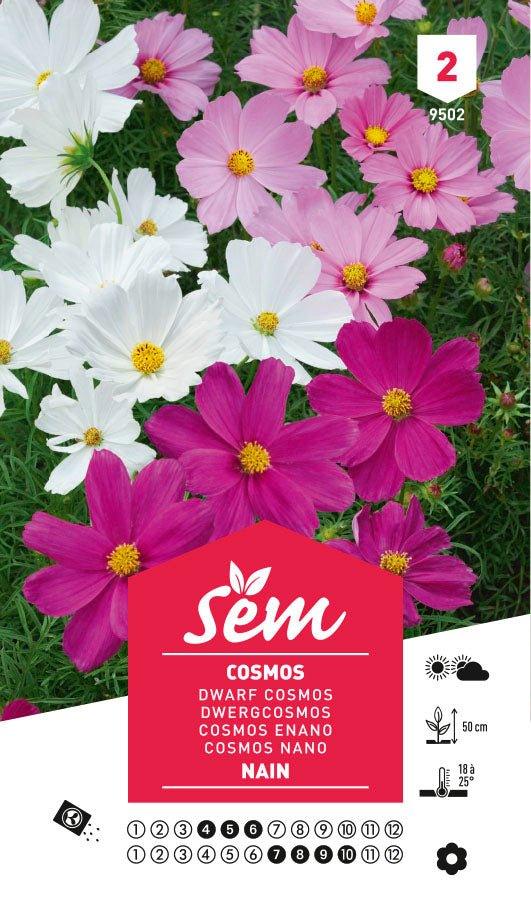 Graines de Cosmos Nain - FLEURANDIE