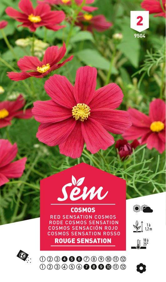 Graines de Cosmos Rouge Sensation - FLEURANDIE