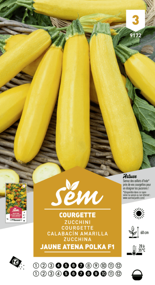 Graines de Courgette Jaune Atena Polka F1 - FLEURANDIE