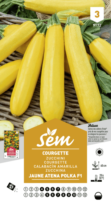 Graines de Courgette Jaune Atena Polka F1