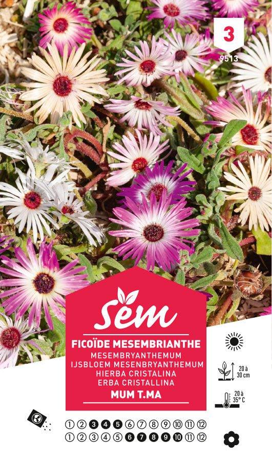 Graines de Ficoïde Mesembrianthe Mum T.Ma - FLEURANDIE