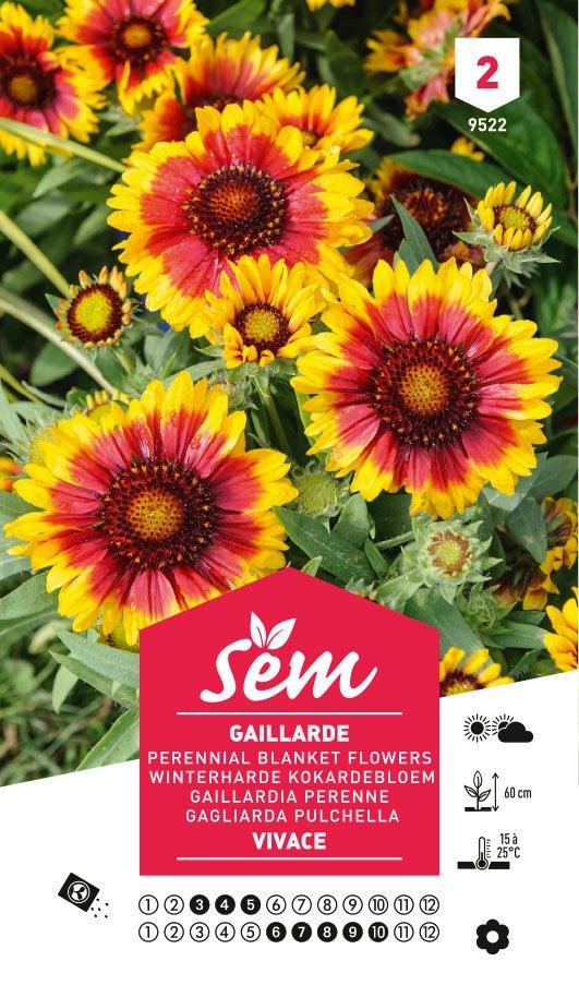 Graines de Gaillarde Vivace - FLEURANDIE