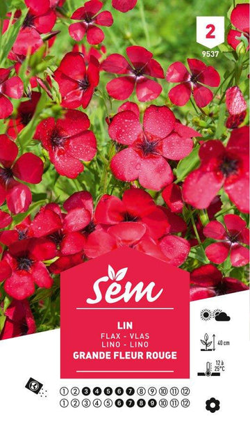 Graines de Lin Grande Fleur Rouge