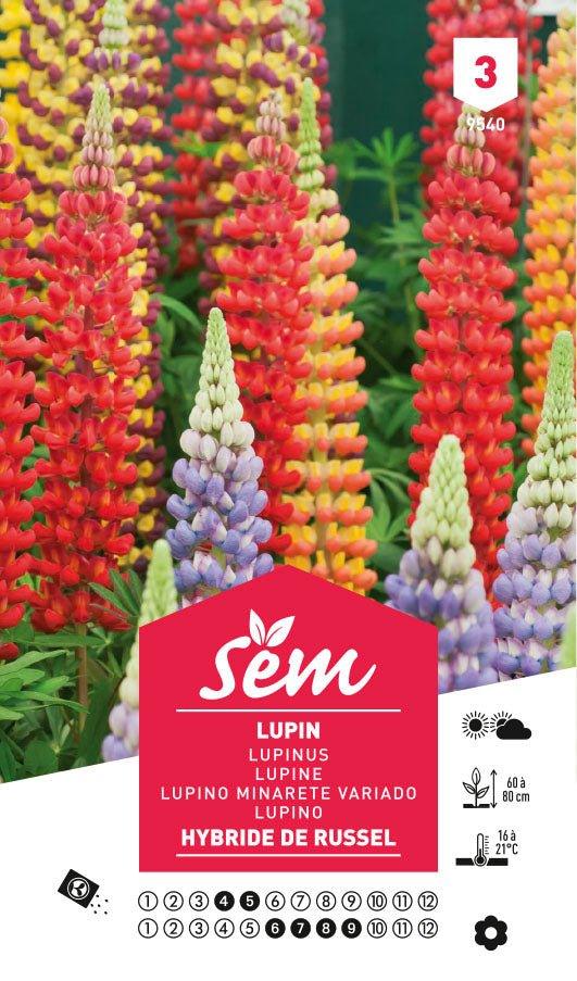 Graines de Lupin Hybride De Russel - FLEURANDIE