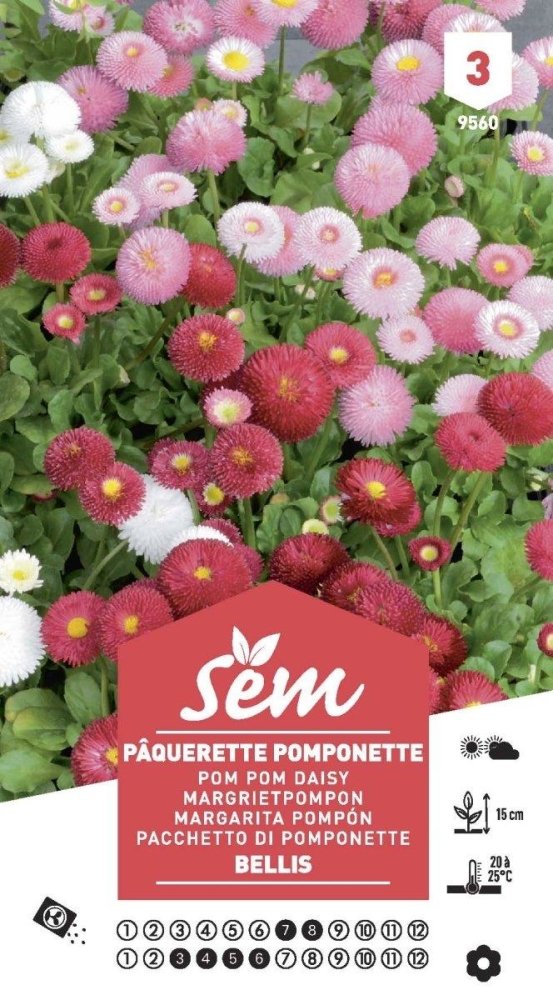 Graines de Pâquerette Pomponette Bellis - FLEURANDIE