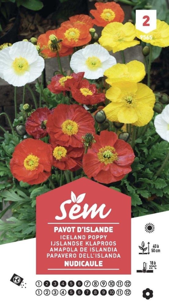 Graines de Pavot D’Islande Nudicaule - FLEURANDIE