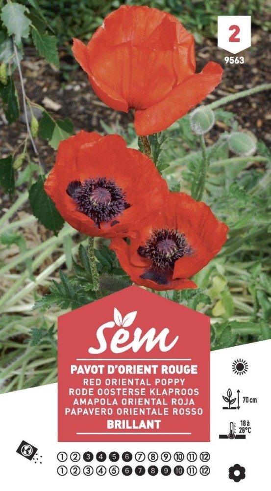 Graines de Pavot D’Orient Rouge Brillant - FLEURANDIE